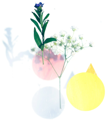 꽃사진